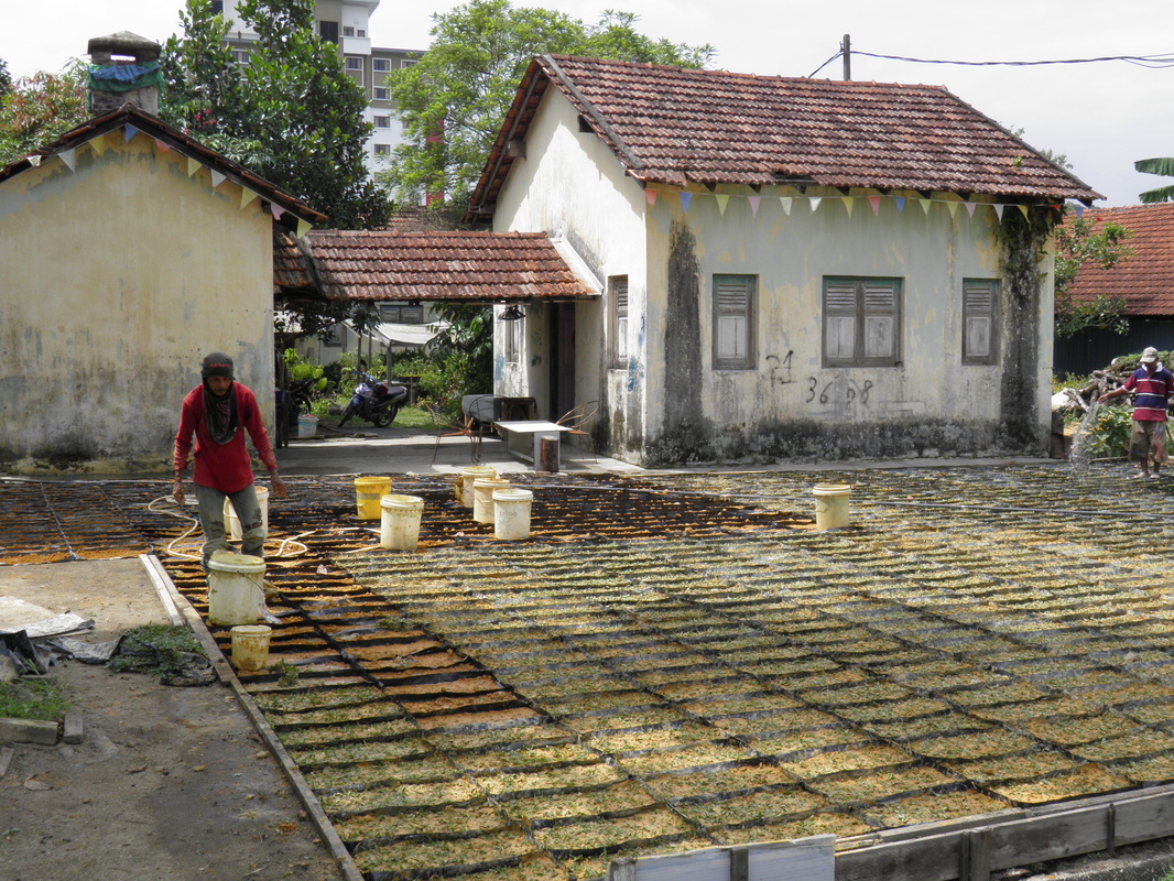Turf being grown for sale at Sungai Buloh Leprosy Settlement.