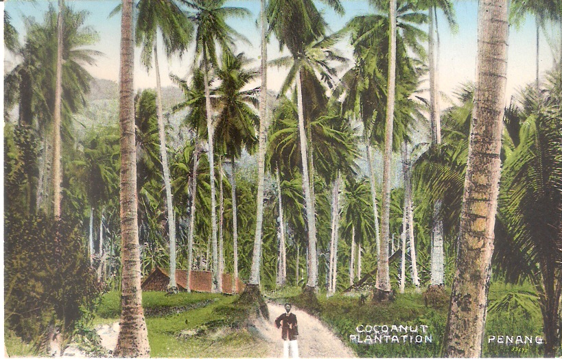 Vintage Postcard Coconut Plantation Penang
