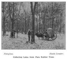 Collecting Latex from Para Rubber Trees, Singapore 1914