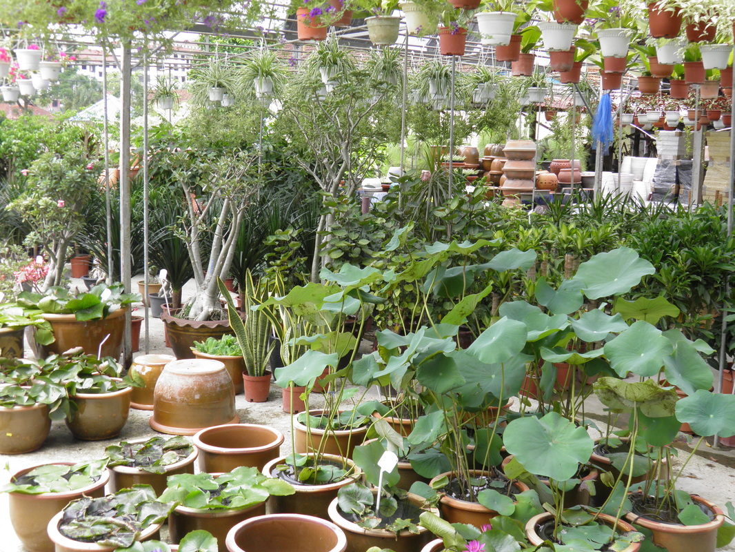 Plant nursery at Sungai Buloh.